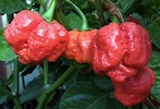 Moruga Scorpion Chile Pepper Seeds