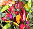 Mystery Mix Chile Pepper Seeds