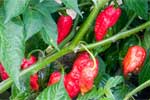Naga Jolokia Chile Pepper Seeds