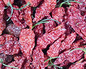 Whole Dried Naga Jolokia Chile