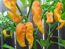 Yellow Naga Jokolia Pepper Seeds