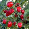 Red Habanero Chile Pepper Seeds