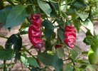 Red Peter Chile Pepper Seeds