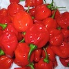 Red Savina Habanero Pepper Seeds