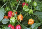 Trinidad Scorpion Chile Pepper Seeds